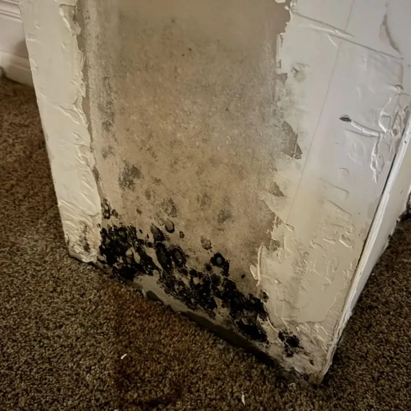 Professional Mold Removal in Mesquite, NM